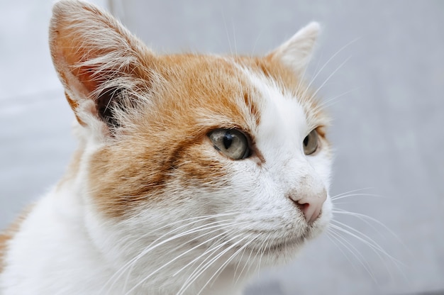 Muso di un gatto rosso e bianco