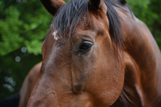 Muso di un grande cavallo marrone, primo piano