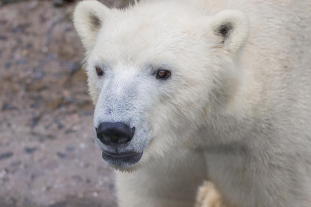 Muso di un orso polare animale selvatico