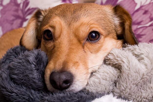 Muso di un primo piano del cane domestico dello zenzero