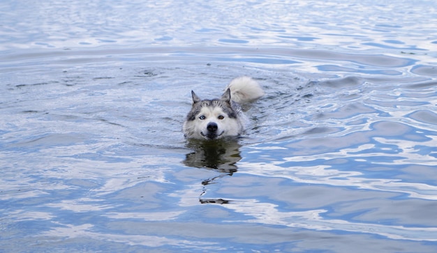 Muso e coda galleggianti del cane husky sopra gli occhi colorati dell'acqua.