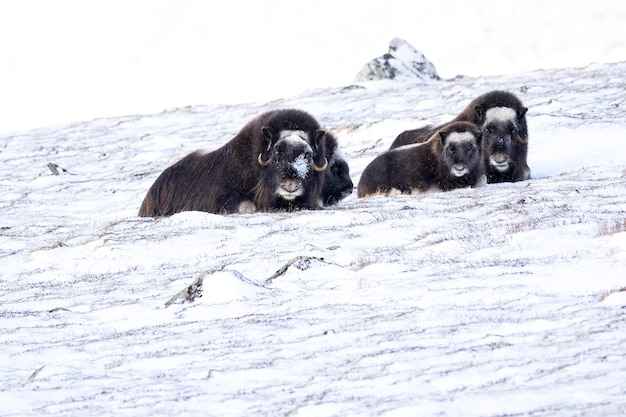 Musx Ox nel Parco Nazionale di Dovrefjell in un paesaggio innevato