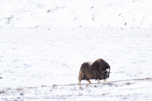 Musx Ox nel Parco Nazionale di Dovrefjell in un paesaggio innevato