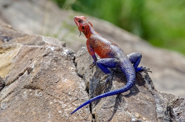 Mwanza Flathead Rock Agama. Maasai Mara. Kenya