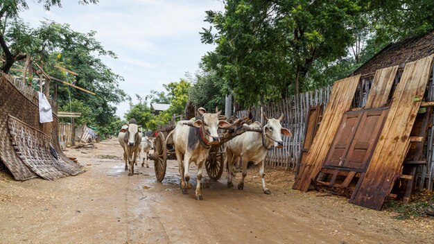 Myanmar Birmania Street in autentico vecchio villaggio carrello di giovenco in esecuzione sulla strada rurale