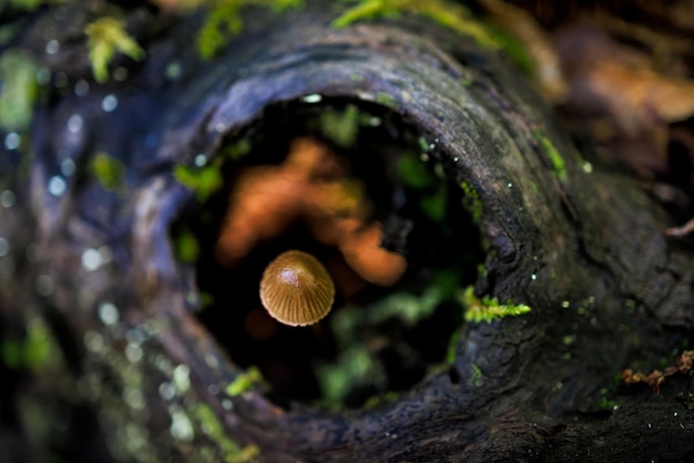 Mycena sp. Piccoli funghi in un bosco di castagni.