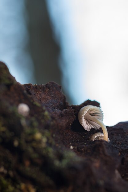 Mycena sp. Piccoli funghi in una foresta di castagni.