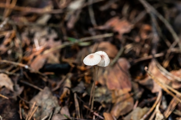 Mycena vulgaris, noto come il cofano volgare, funghi molto piccoli su una gamba sottile in una foresta di conifere