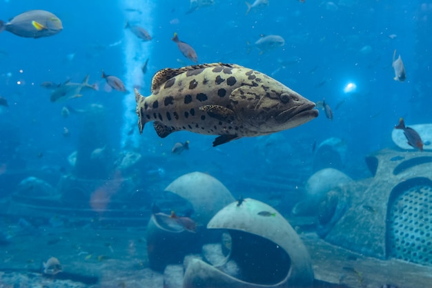 Mycteroperca rosacea (cernia leopardo) nel grande acquario è una cernia del Pacifico centro-orientale. Raggiunge una dimensione di 86 cm di lunghezza. Sanya, isola di Hainan, Cina.