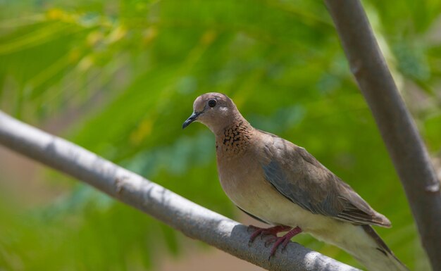 Myna comune all'aperto