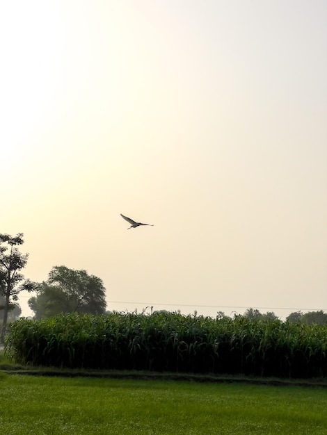 Myna nera vola sul campo