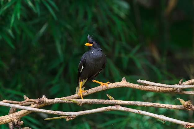 Myna ventilato bianco su sfondo di natura (Acridotheres grandis)