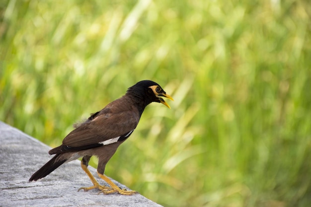 Mynas uccello in piedi all'aperto