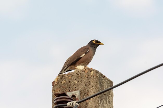 Mynas uccello seduto sul palo elettrico