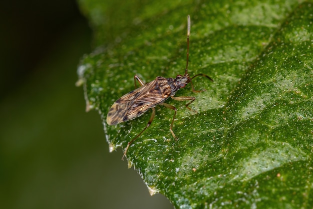 Myodochini della tribù dell'insetto del seme di colore sporco adulto su una foglia