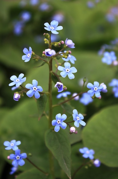 Myosotis alpestris