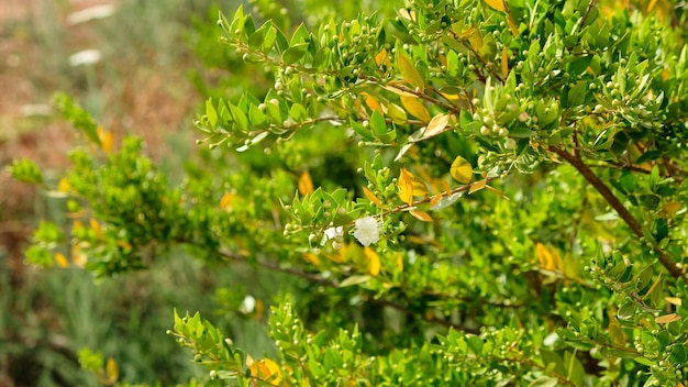 Myrtus mirto Plantae Angiosperme Eudicots Rosidi Myrtales Myrtaceae