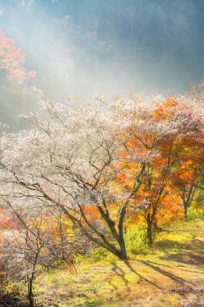 Nagoya, Obara Sakura in autunno