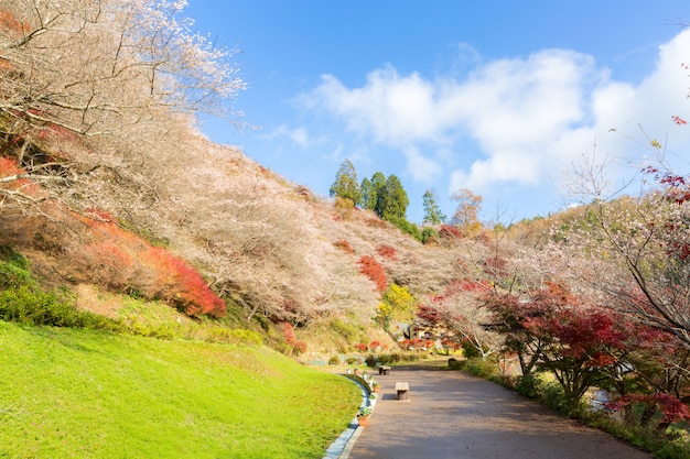 Nagoya, Obara Sakura in autunno