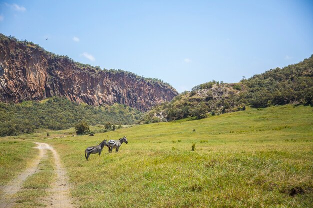 Naivasha Hells Gate National Park pieno di animali. Kenya Walking o Bike Safari