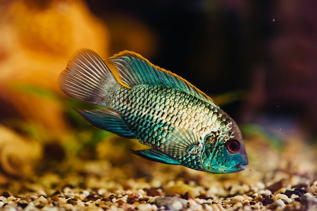 Nannacara. Il pesce blu galleggia in un primo piano domestico dell'acquario.