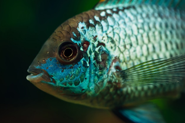 Nannacara Pesce azzurro.