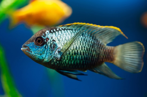 Nannacara. Pesci d'acquario blu