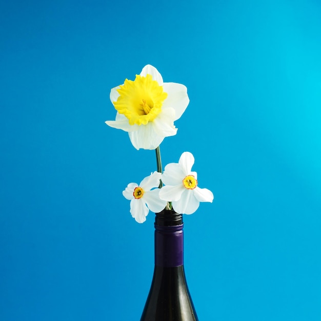 Narcis gialli e fiori primaverili bianchi in una bottiglia di vino su sfondo blu Composizione minima