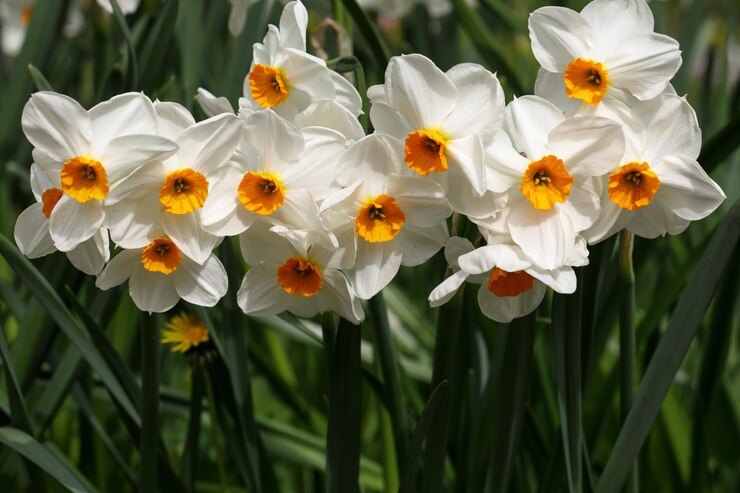 Narcisi bianchi di fioritura primaverile sul prato o sul campo con il fondo delle foglie verdi