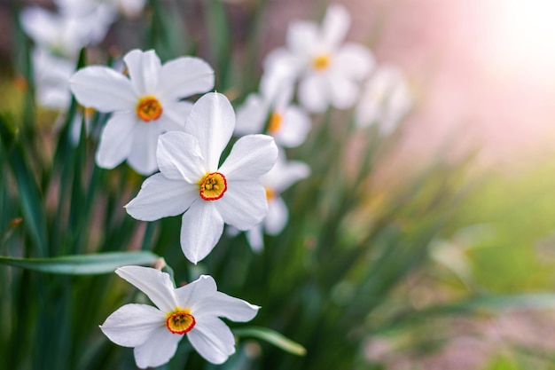 Narcisi bianchi in giardino su un letto di fiori nelle giornate di sole