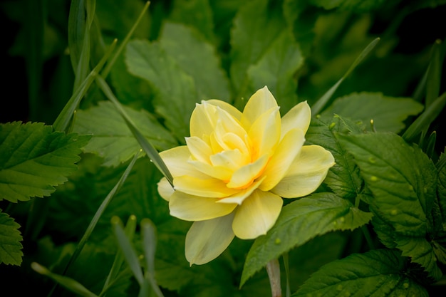 Narcisi gialli all'inizio della primavera.