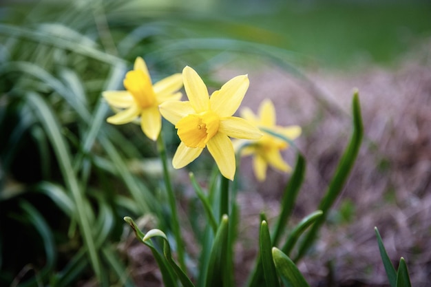 Narcisi gialli che fioriscono nel giardino di primavera