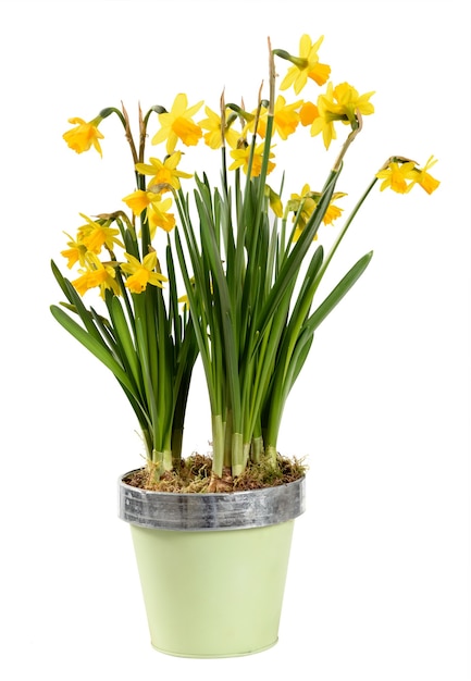 Narcisi gialli conservati in vaso colorati o pianta del narciso su bianco