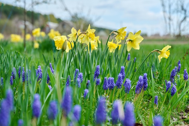 Narcisi gialli del letto di fiore rurale della primavera e muscari blu