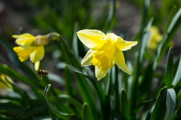 Narcisi gialli di inizio primavera che fioriscono nel giardino