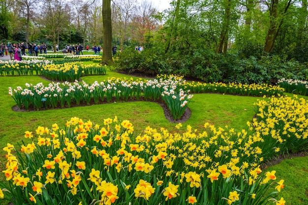 Narcisi gialli e bianchi nel parco Keukenhof Lisse Holland Paesi Bassi