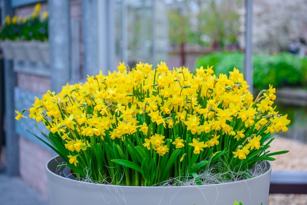 Narcisi gialli e bianchi nel parco Keukenhof Lisse Holland Paesi Bassi