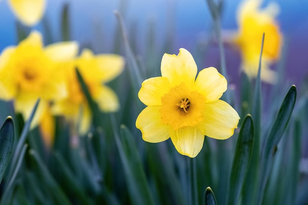 Narcisi gialli su un letto di fiori in primavera con tempo soleggiato