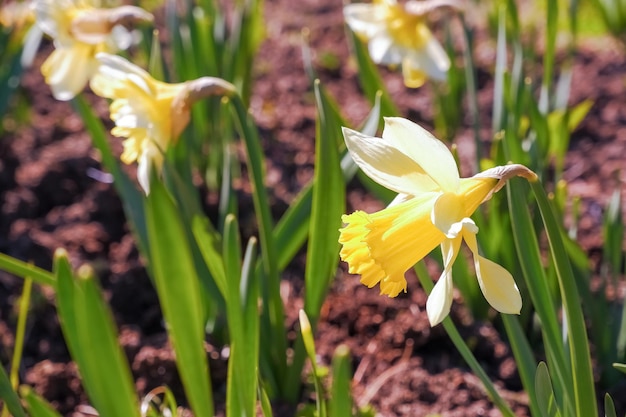 Narcisi gialli su un letto di fiori in primavera con tempo soleggiatoFiore su uno sfondo sfocato in una giornata di sole Primi fiori primaverili