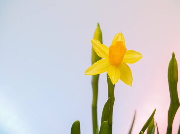 Narcisi in fiore gialli in un vaso di fiori.