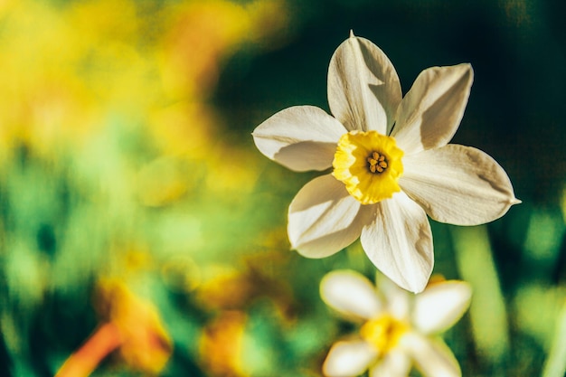 Narcisi in fiore giunchiglie aiuola con sfondo bokeh sfocato Inspirational naturale floreale primaverile o estiva in fiore giardino o parco Colorato ecologia in fiore natura paesaggio