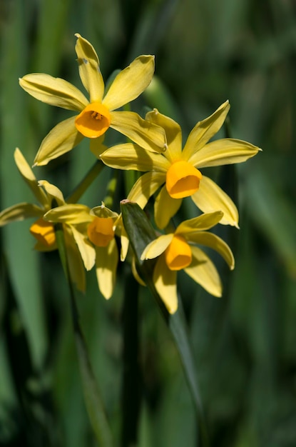 Narcisi in fiore luminoso. Fiori di narciso in fiore. Narcisi primaverili.