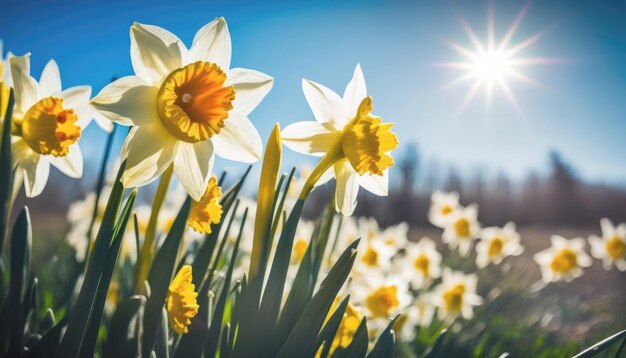 Narcisi in un campo con il sole che splende su di loro