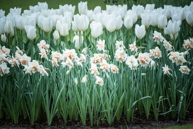 Narciso bianco e aiuola di tulipani