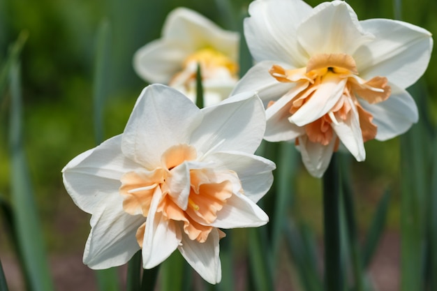 Narciso bianco (narciso) con centro arancione e giallo