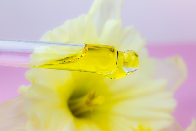 Narciso bianco vicino all'olio cosmetico con una pipetta su uno sfondo rosa Primo piano goccia di liquido gocciolante Medicina di bellezza e concetto di assistenza sanitaria Cosmetici ecologici naturali Creazione di profumi