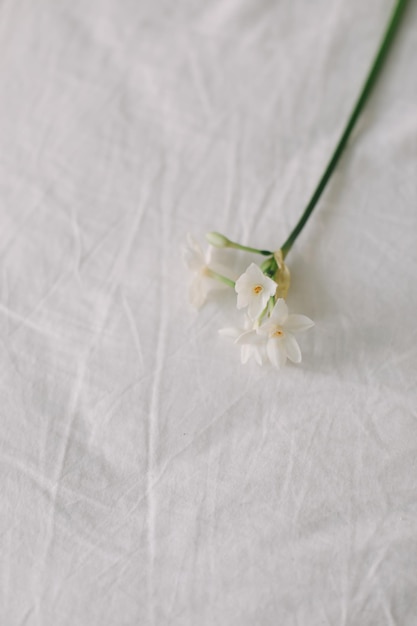 Narciso daffodil fiori di primavera su sfondo bianco