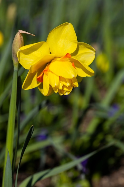 Narciso giallo del fiore di primavera nel primo piano del fuoco selettivo del giardino