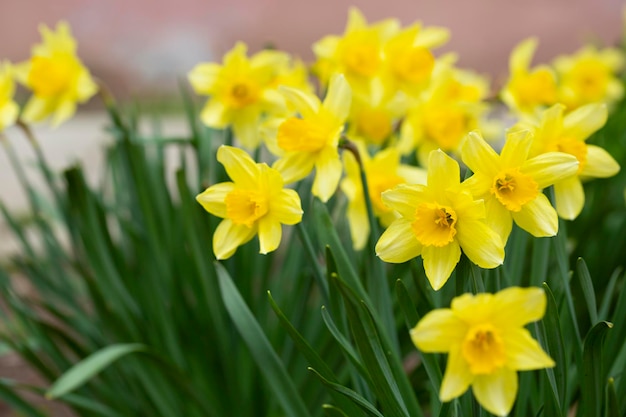 Narciso giallo del fiore di primavera nel primo piano del fuoco selettivo del giardino