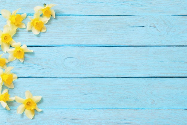 Narciso giallo della primavera su fondo di legno blu